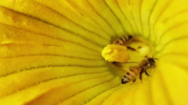 pollination