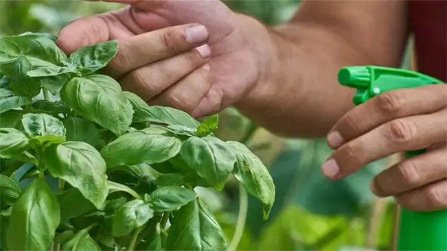 Post-Harvest Care