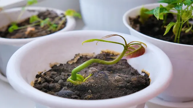 planting in a pot