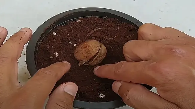 Hands planting a walnut seed in a pot filled with dark soil, demonstrating the initial planting stage.