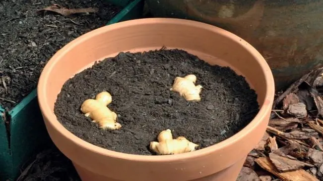 Pieces of ginger root positioned on top of soil in a terracotta pot