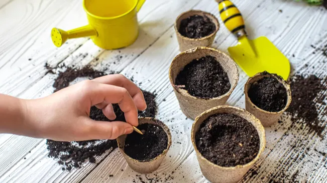 Hand placing a seed into a pot filled with soil