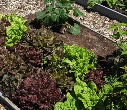Vibrant garden bed with a variety of green and purple leafy vegetables under bright sunlight