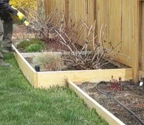 Person watering small, leafless plants in a garden bed next to a wooden fence