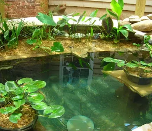 Pond with water plants and fish
