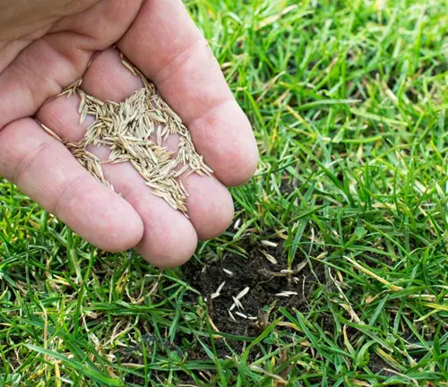 Hand sowing grass seeds over a patch of soil amidst green grass