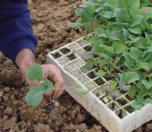 Person transplanting young green plants from a seedling tray to soil