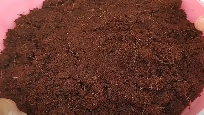 Close-up of dark brown garden soil displayed in a container, highlighting its texture and moisture.