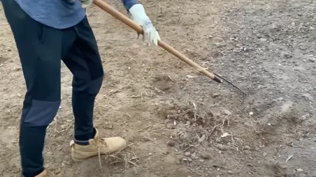 A person in a grey sweatshirt and blue pants using a long-handled tool to work on a patch of bare soil.