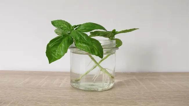 propagating basil by cutting the stem and submerging in the water
