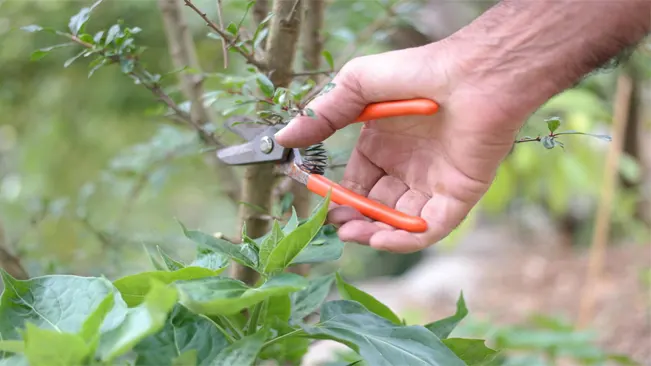Close-up of pruning a morning glory vine with orange-handled shears.
