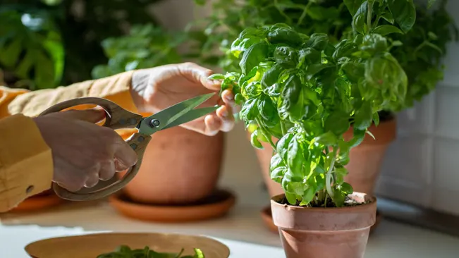 Pruning and Harvesting