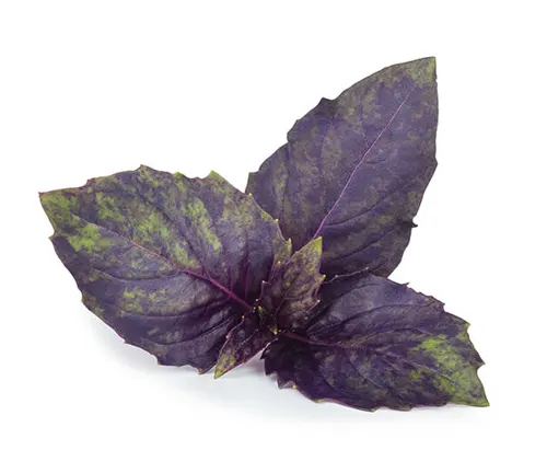 Purple Basil (Ocimum basilicum Purpurascens)