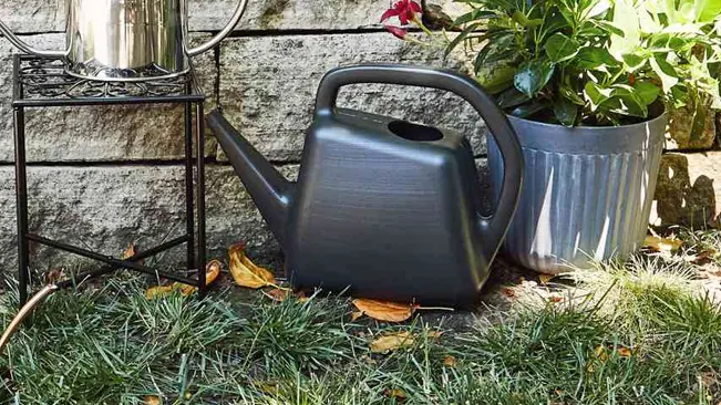 Black watering can beside a green potted plant.
