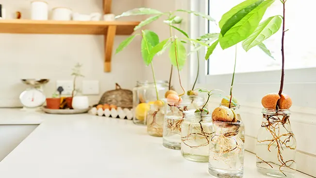 Avocado seeds sprouting in water-filled jars on a bright kitchen counter