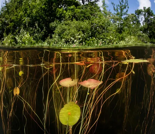 Underwater view of bright green lily pads connected to intricate golden roots and rhizomes