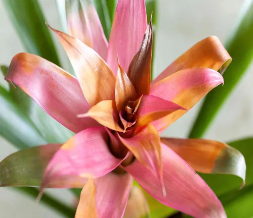Close-up of a Bromeliad plant with pink and orange bracts and green leaves