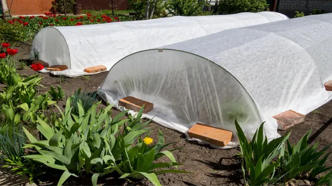 Pest Management Strategies : Floating row cover
