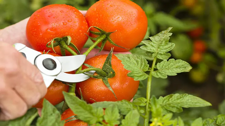 Mastering Tomato Pruning: Techniques for Healthier Plants and Abundant Harvests