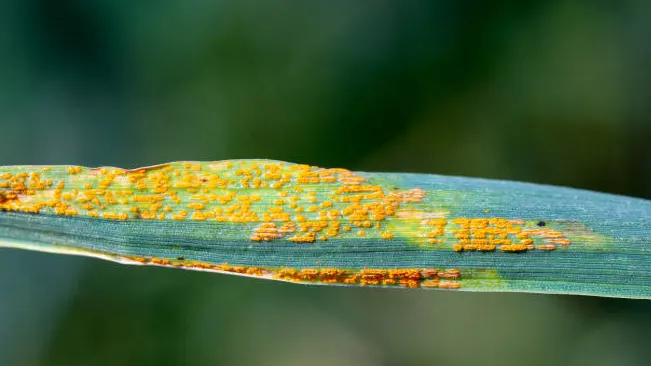 Asparagus Rust