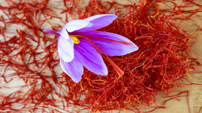 The saffron flower is notable for its vibrant purple hue