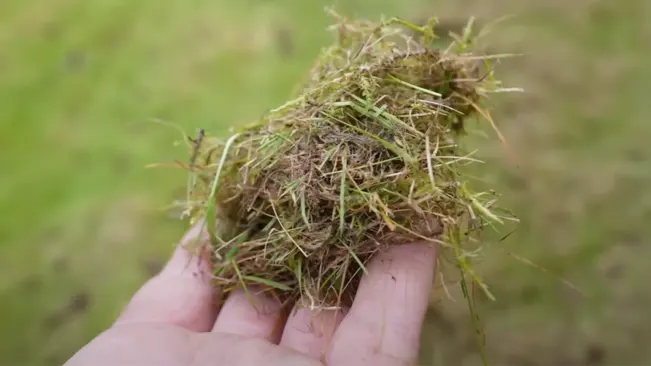 A hand holding a clump of freshly cut grass.