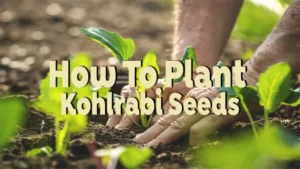 how to plant kohlrabi seeds