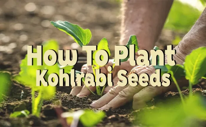 How To Plant Kohlrabi Seeds: Step-by-Step Guide for a Successful Harvest