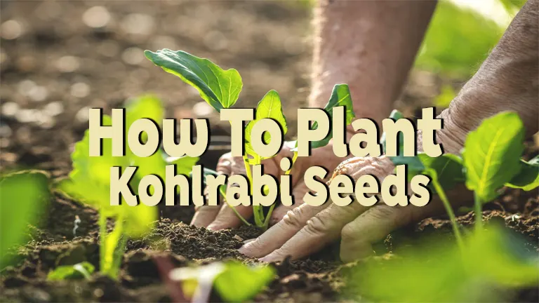 How to Plant Kohlrabi Seeds: Step-by-Step Guide for a Successful Harvest