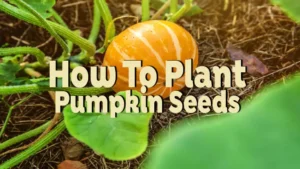 how to plant pumpkin seeds