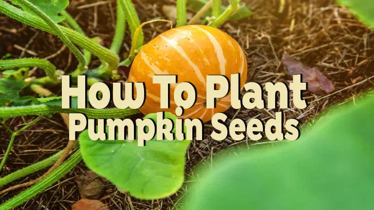 How to Plant Pumpkin Seeds: A Comprehensive Cultivation Guide