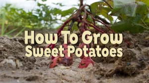 how to grow sweet potatoes