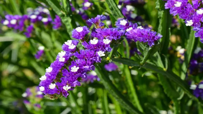 Sea Lavender (Limonium spp.)