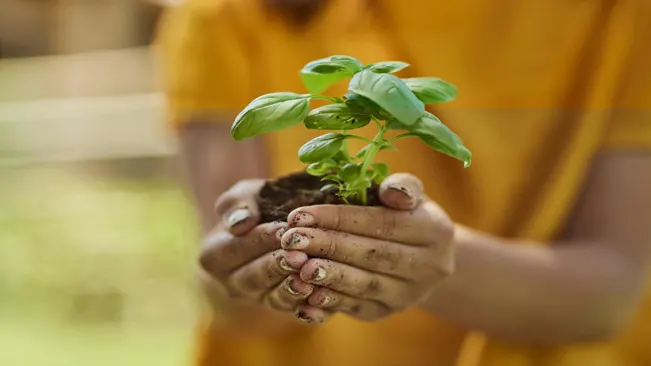 Choosing Seedlings
