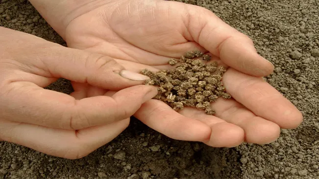 planting beet seeds