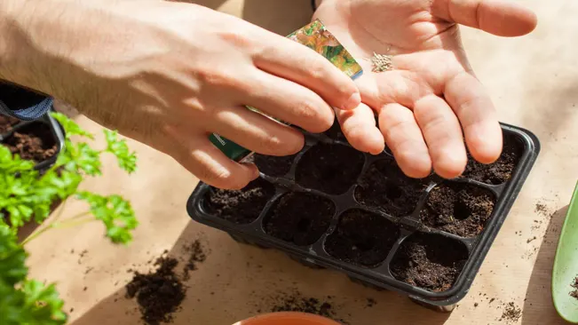 Seed Trays or Containers
