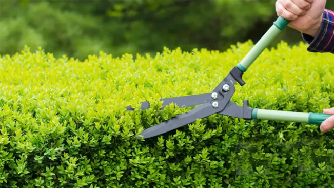 Gardener trimming a green shrub with hedge shears