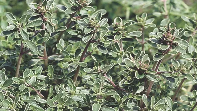 Silver Thyme (Thymus vulgaris 'Argenteus')