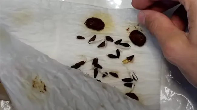 A person preparing morning glory seeds on a damp paper towel for germination.