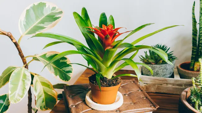 Red bromeliad plant in a terracotta pot on a wooden table with other houseplants