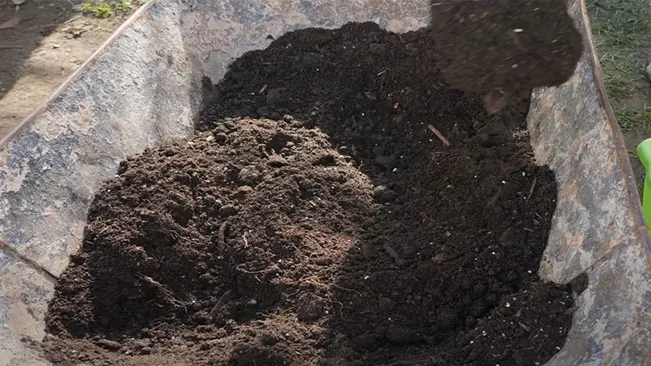 soil quality and preparation