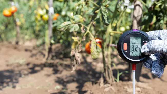 A person wearing a glove holds a soil temperature meter reading 55°F in a tomato garden.