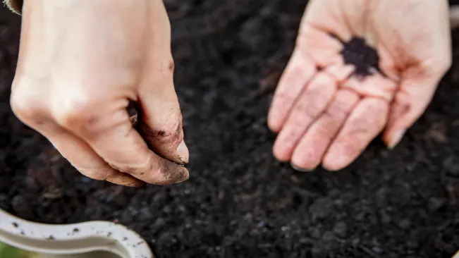 Sowing Seeds
