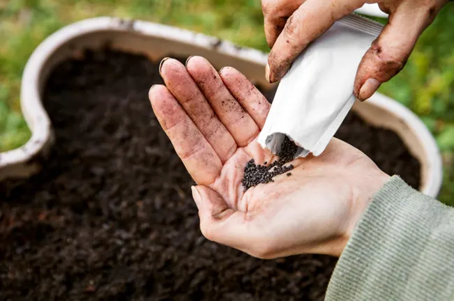 Timing for Sowing Basil Seeds