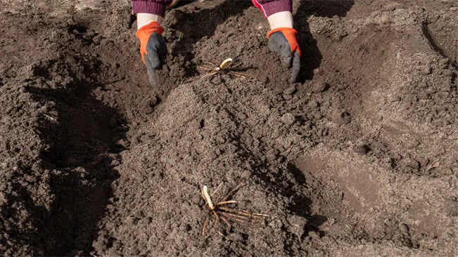 Planting Asparagus