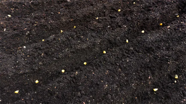 Understanding Soil Requirements for Corn
