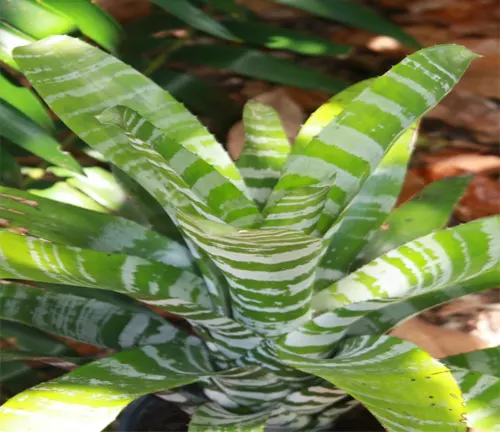 Striped green and white Bromeliad plant leaves in a natural setting