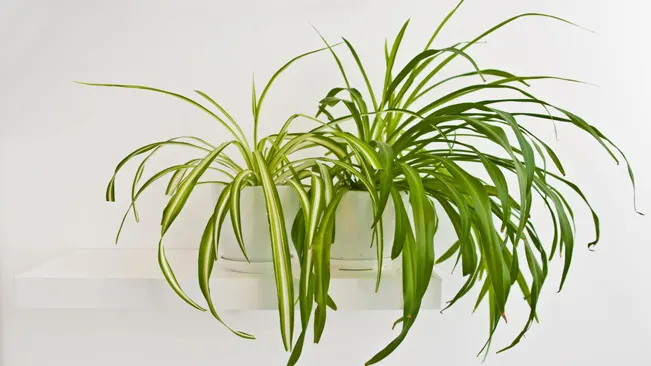 Spider plants (Chlorophytum comosum