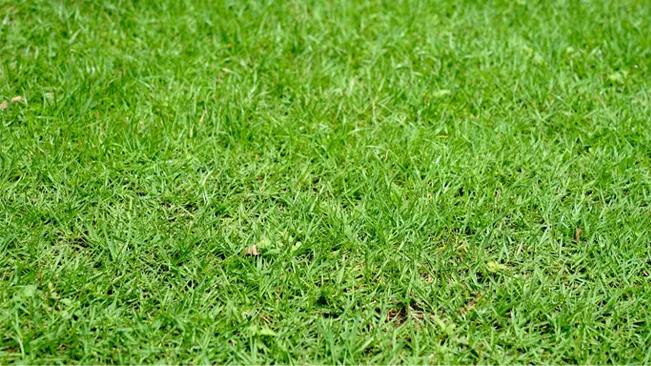 Patchy yellow and green grass lawn texture.