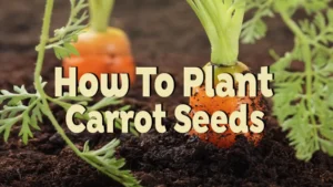 how to plant carrot seeds